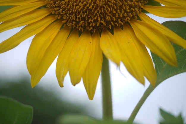 Eine Sonnenblume mit gelber Mitte und grünem Stiel