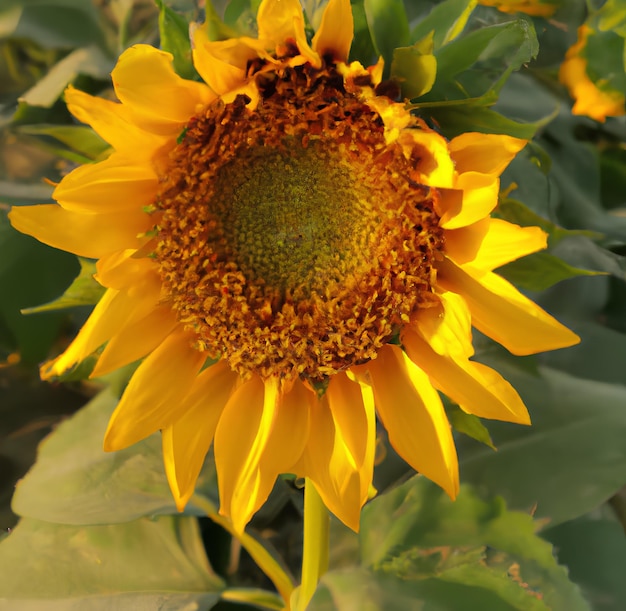 Eine Sonnenblume mit gelber Mitte und grünem Stiel.