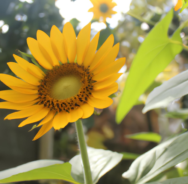 Eine Sonnenblume steht im Vordergrund einer Pflanze mit grünen Blättern.
