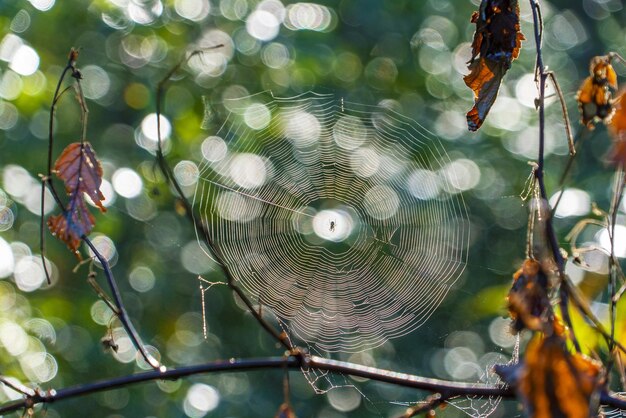 Eine Spinne auf einem Netz am frühen Morgen im grellen Licht