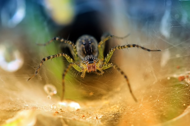 Eine Spinne auf einem Spinnennetz mit Tröpfchen