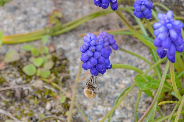 Eine Spinne auf einer lila Blume