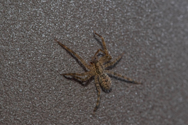 Eine Spinne auf einer Oberfläche mit schwarzem Hintergrund.