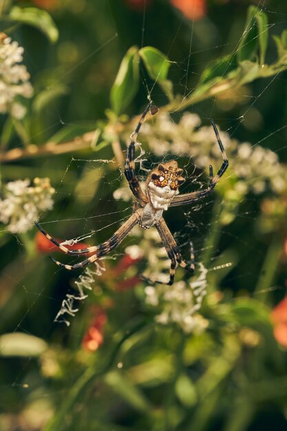 Foto eine spinne in ihrem netz argiope argentata