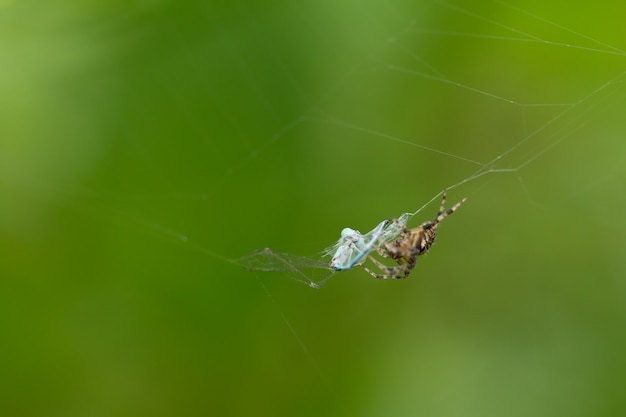 Eine Spinne isst Essen im Web