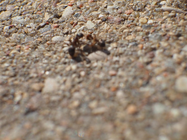 Eine Spinne liegt vor einem Felsen auf dem Boden.