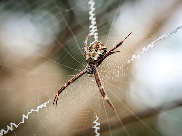 Eine Spinne mit einem Bokeh-Hintergrund