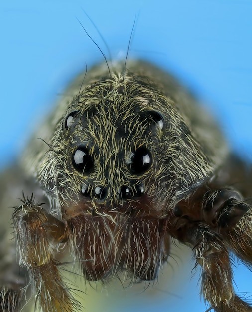 Foto eine spinne mit großen augen blickt in die kamera