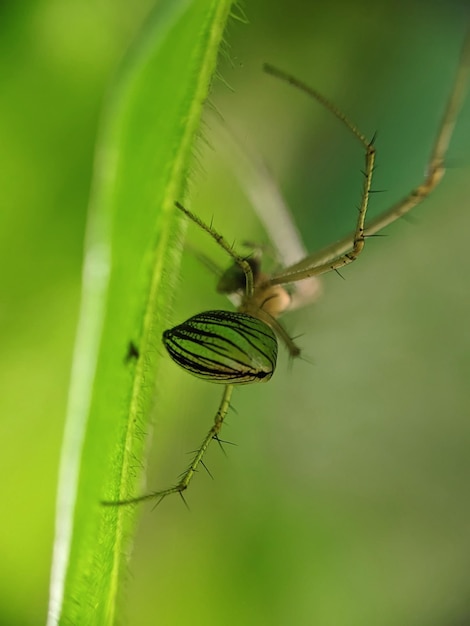 Eine Spinne mit grünem Rücken