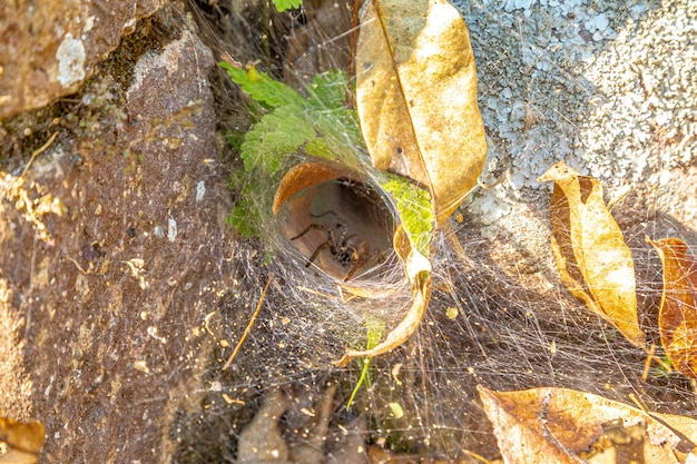 Eine Spinne mit langen Beinen kommt aus ihrem Spinnennetz