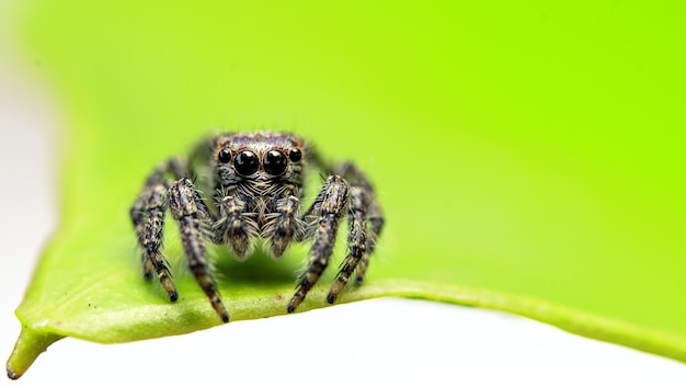 Eine Spinne sitzt auf einem grünen Blatt.