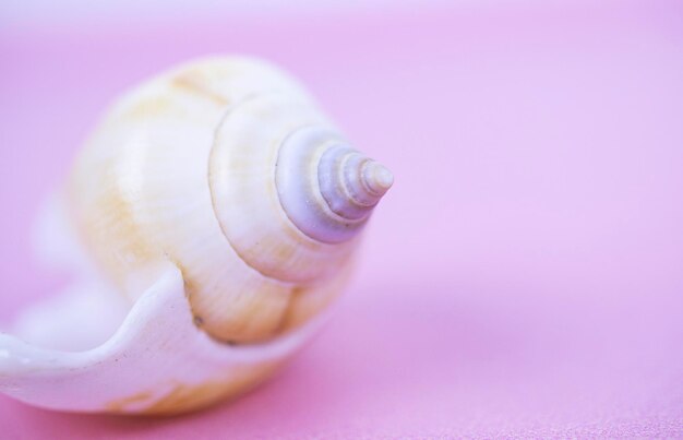 Eine Spirale einer Kegel-Meeresmolluske auf einem rosa Hintergrund