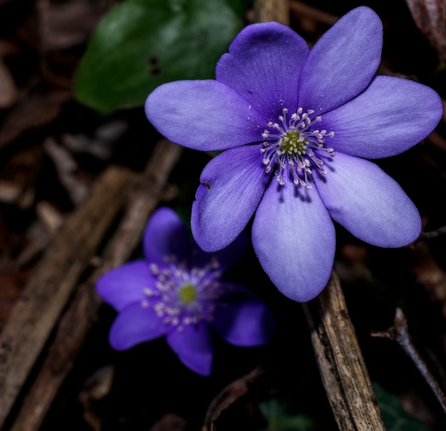 Eine spontane Hepatica nobilis in einem Wald bei Bardolino in der Provinz Verona.