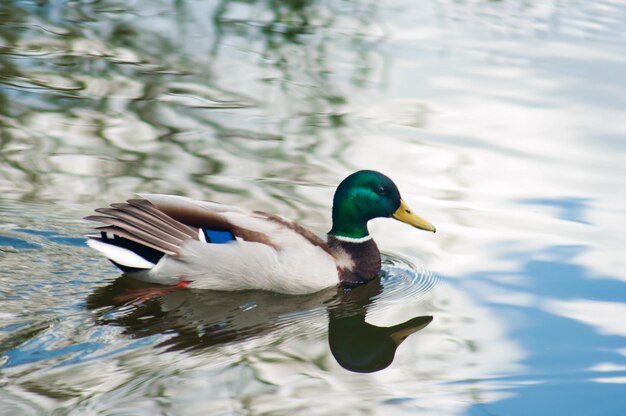 Eine Stockente schwimmt in einem Teich.