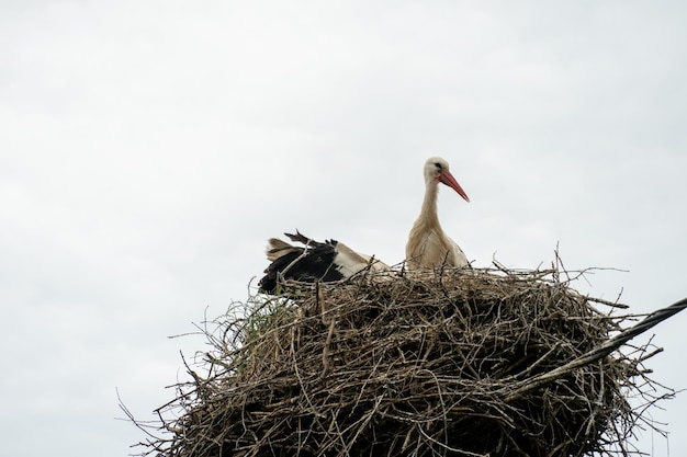 Eine Storchenfamilie steht in einem großen Nest vor blauem Himmel und Wolken Ein großes Storchennest auf einem elektrischen Betonmast Der Storch ist ein Symbol von Weißrussland