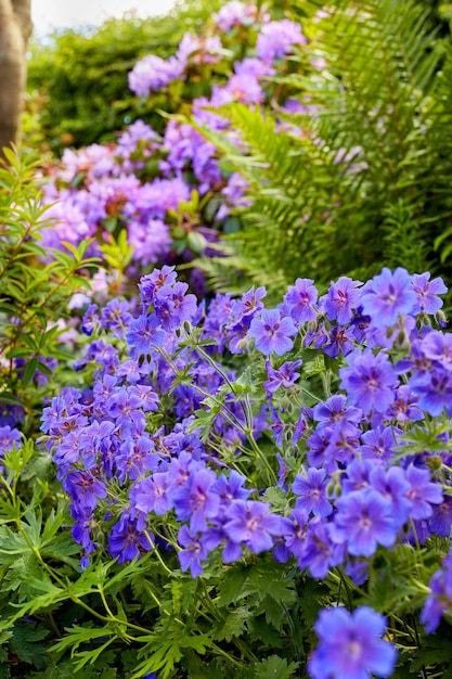 Eine Storchschnabel-Blume im Garten in der Mittagssonne Ein Strauß schöner zarter Storchschnabel-Blüten einer Iris eine blaue Geranie in der Natur Eine blühende Storchschnabel-Blume in einem botanischen Garten