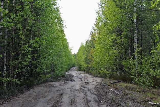 Eine Straße im Wald, die zum Horizont der Republik Karelien in Russland führt.