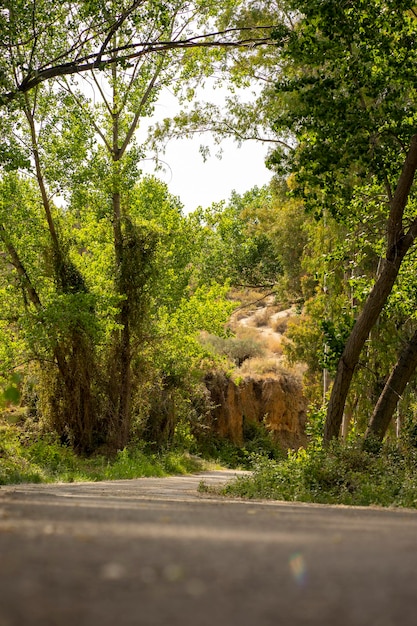 Eine Straße im Wald mit Bäumen und Büschen