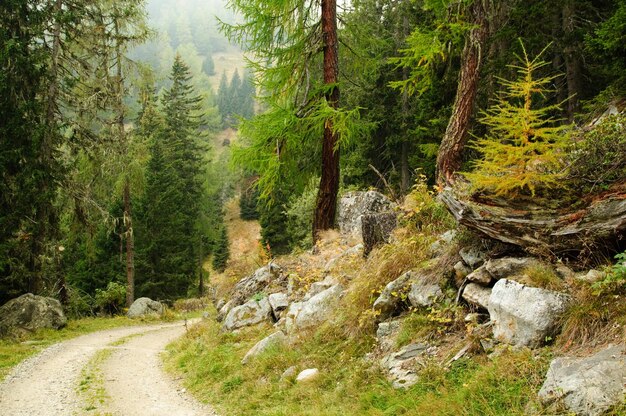 Eine Straße im Wald