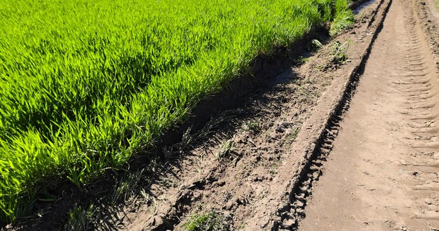 Foto eine straße in einem feld mit grünem weizen