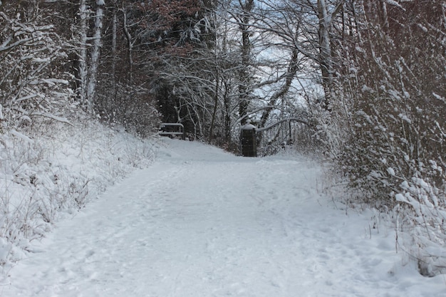 Foto eine straße in einem wald oder park, die im winter mit schnee bedeckt ist, zusammen mit umliegenden büschen und bäumen und