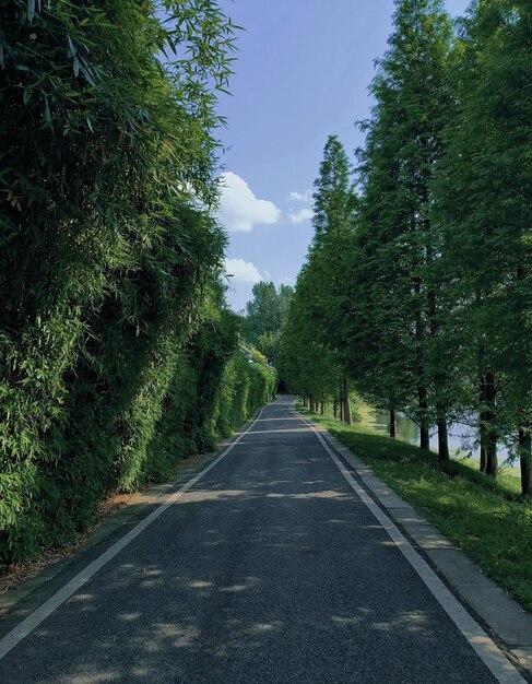 Eine Straße mit Bambusbäumen