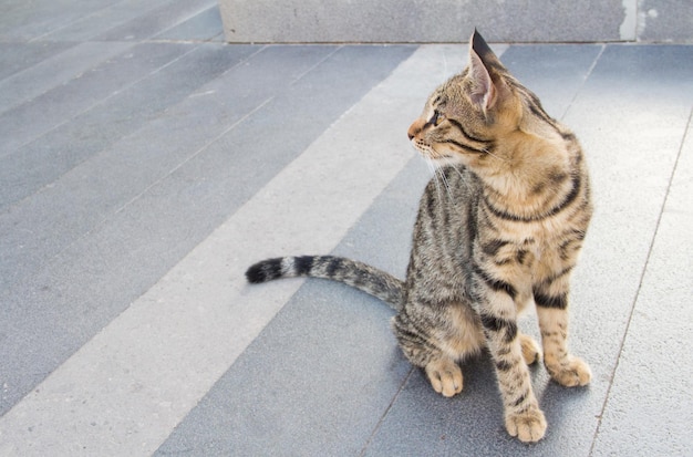 Eine Straßenkatze Eine Katze in einer Fußgängerzone im Sommer