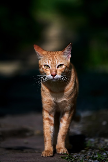 Eine streunende getigerte Katze, die allein geht