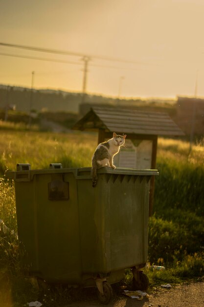 Eine streunende Katze auf dem Berg