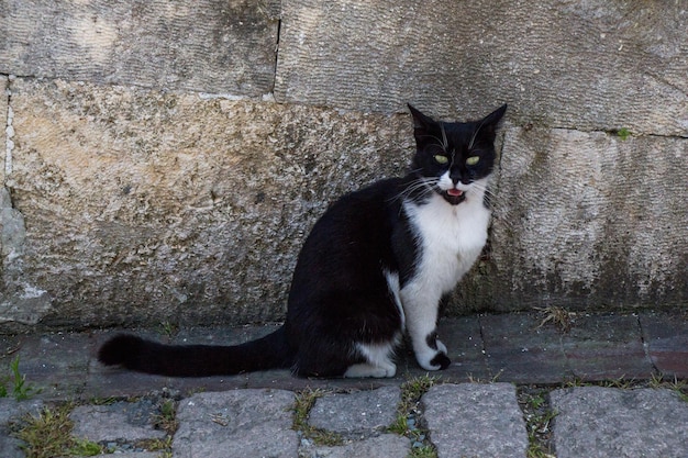 Eine streunende Katze auf der Straße