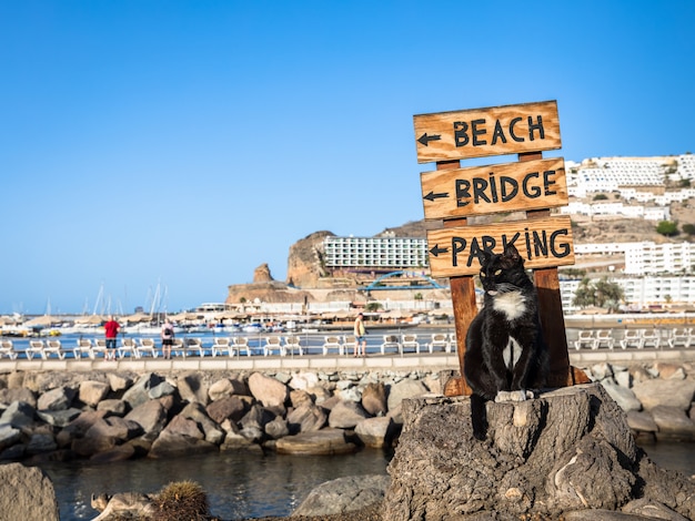 Eine streunende Katze, die auf einem Baumstumpf vor einem Zeichen aufwirft, das auf den Strand in Puerto Rico, Gran Canaria in Spanien zeigt