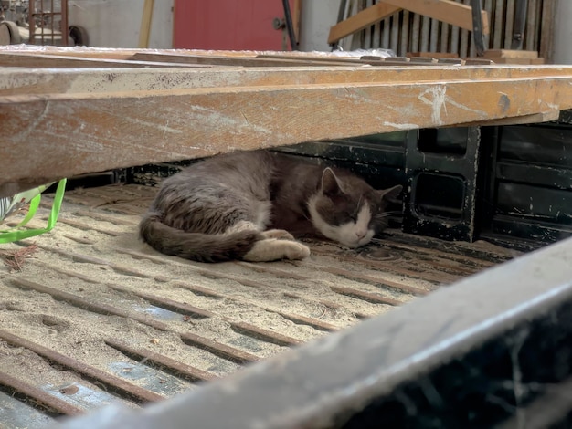 Eine streunende Katze schläft inmitten alter Gegenstände