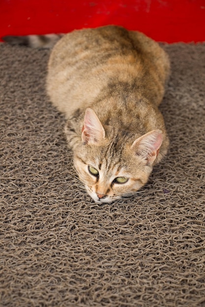 Eine streunende Katze wird auf der Straße gesehen