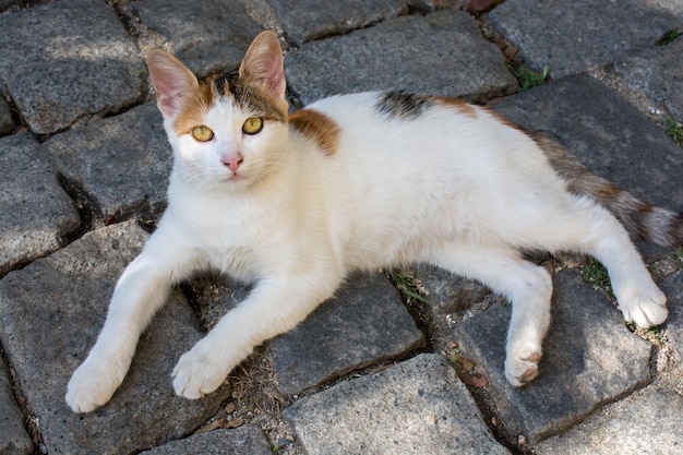 Eine streunende Katze wird auf der Straße gesehen