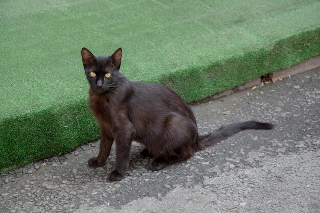 Eine streunende Katze wird auf der Straße gesehen