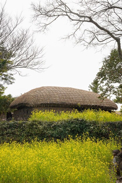 Eine strohgedeckte Hütte in einem Feld mit gelben Blumen