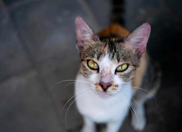 Eine süße einheimische Katze mit rosa Nase im flachen Fokus. Tierischer Hintergrund und Tapete