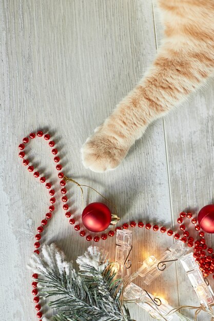 Eine süße entzückende britische Katze, die mit Weihnachtskugeln zu Hause spielt, Pfote auf dem Tisch mit Weihnachten