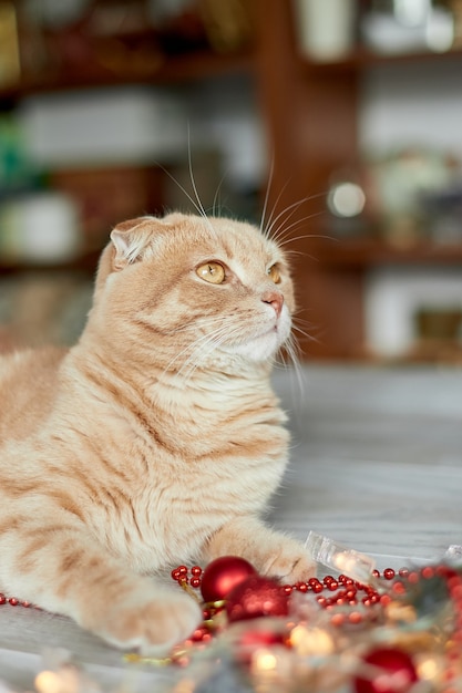 Eine süße entzückende britische katze, die mit weihnachtskugeln zu hause spielt, pfote auf dem tisch mit weihnachten