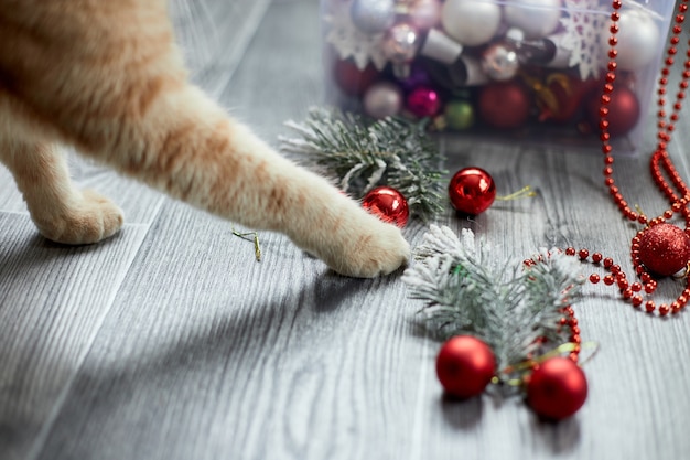 Eine süße entzückende britische Katzenpfote, die zu Hause mit Weihnachtskugeln spielt, Weihnachtsschmuck, Weihnachtskatze