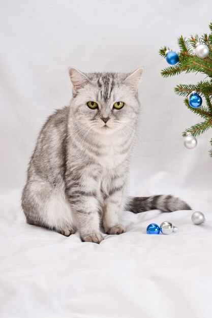 Eine süße grau gestreifte schottische Katze sitzt neben einem Weihnachtszweig