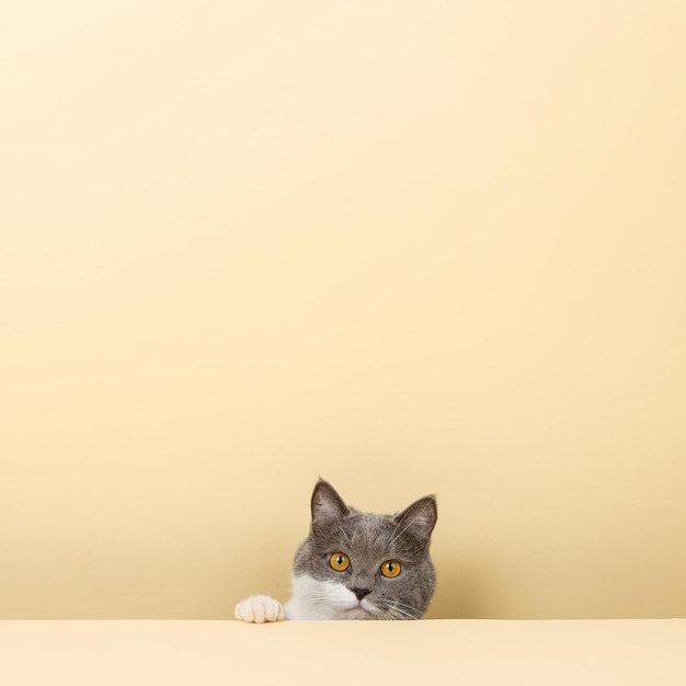 Eine süße graue Katze auf gelbem Hintergrund, die herausschaut Ein leerer Kopierbereich