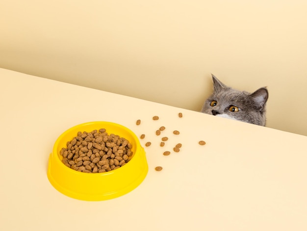 Eine süße graue Katze und eine Schüssel mit Essen auf gelbem Hintergrund, die nach seinem Lieblingsessen greift, kleiner Dieb