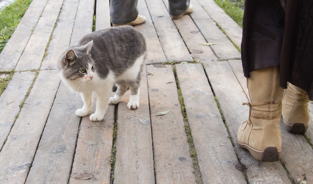 Eine süße graue streunende Katze betrachtet die Füße eines Passanten auf der Straße. Ein süßes Kätzchen sitzt auf Holzbrettern auf dem Bürgersteig, neben einem Mann.