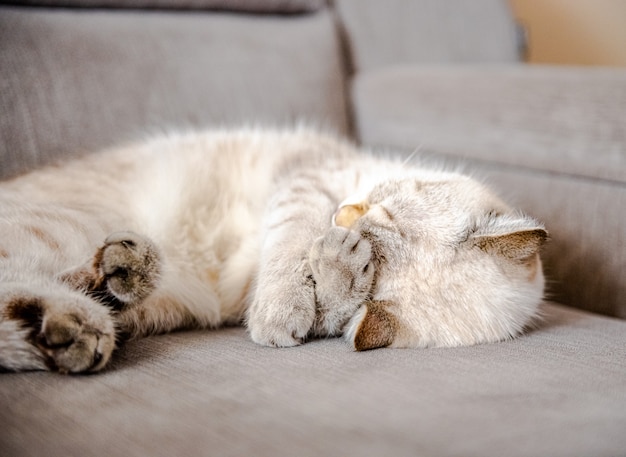 Eine süße hellgraue britische Katze mit blauen Augen liegt auf einem grauen Sofa
