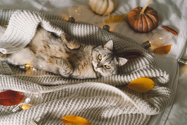 Eine süße Katze auf einem weichen Pullover auf einem Bett mit dekorativer Girlande Herbst- oder Winterkonzepte Hygge-Konzept