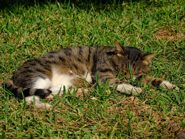 Eine süße Katze, die im Garten schläft