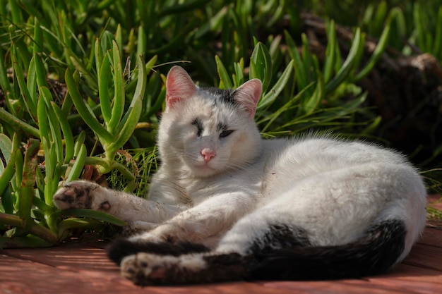 Eine süße Katze, die sich hinlegt