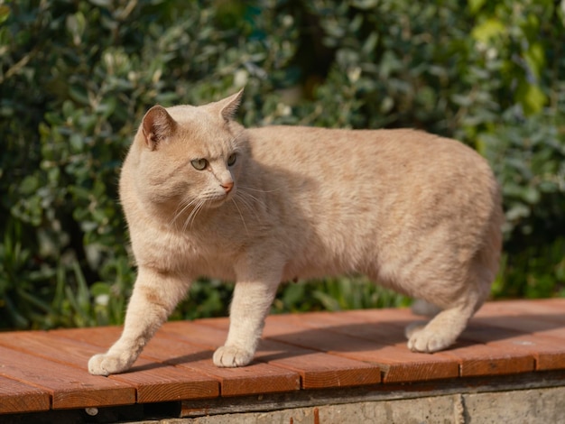 Eine süße Katze im Park