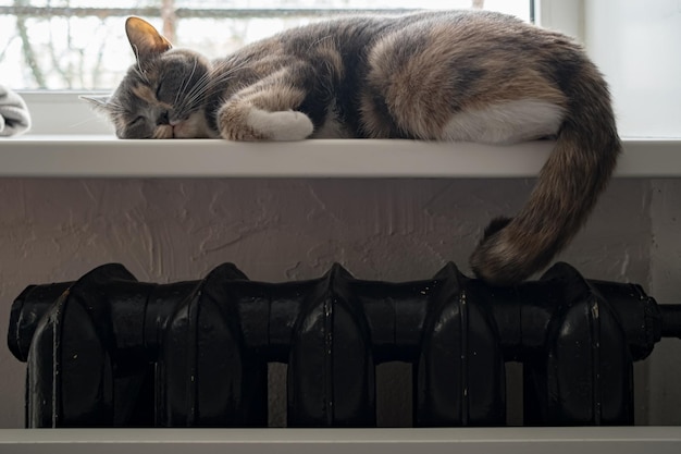 Eine süße Katze schläft an einem kalten Tag auf einer Fensterbank über einem warmen Heizkörper